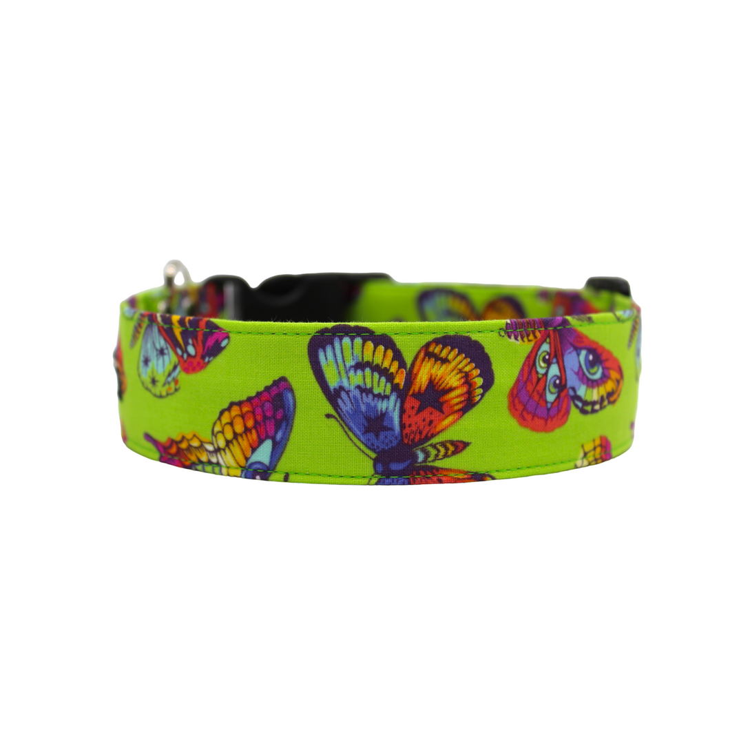 Colorful butterfly dog collar by paper chasing collars